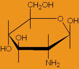 nahrazena aminoskupinou β-d-glukosamin =