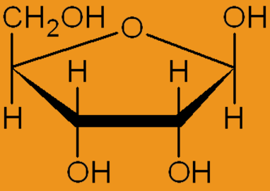 5. Deoxycukry 2-deoxy-β-D-ribosa β-d-ribosa