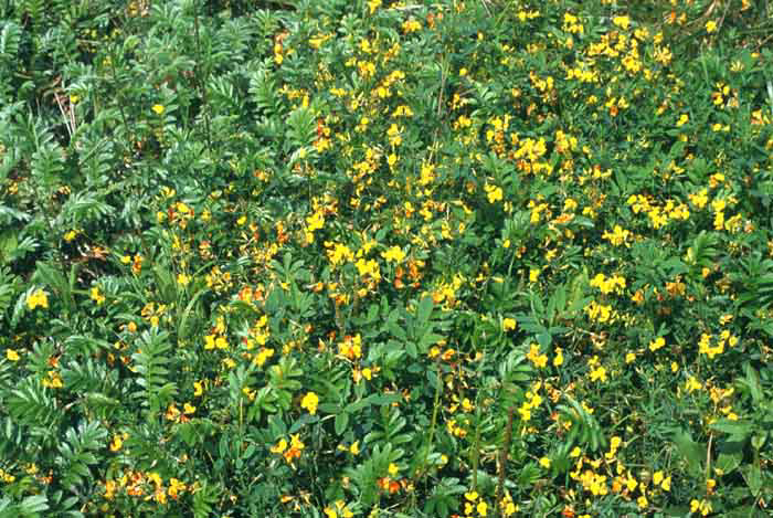 tenuis, Potentilla anserina