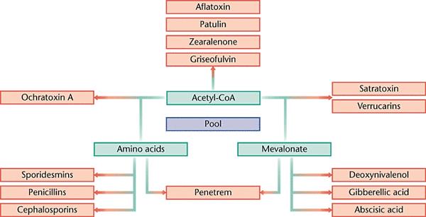 sekundární metabolismus 1961 Bulock termín sekundární metabolit metabolity, které nejsou nepostradatelné pro růst a reprodukci specifický význam pro producenta nepřesný termín vhodnější speciální