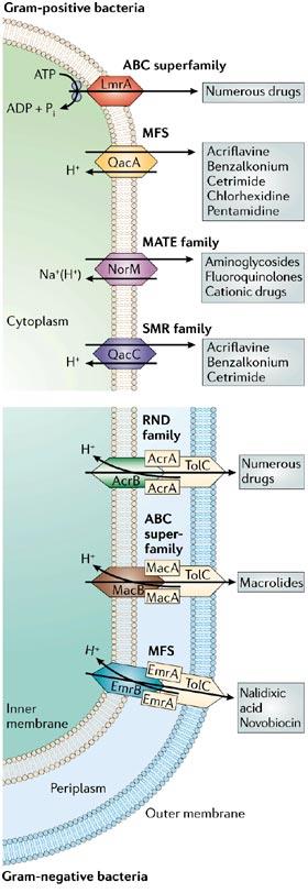 Rezistence eflux - eflux = mechanismus, kterým se bakterie zbavuje široké škály chemicky a strukturně odlišných sloučenin - transmembránové proteiny eflux pumpy úzce specifické (tetracyklin)