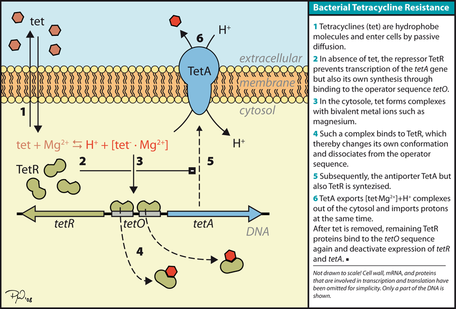 Rezistence eflux Tetracyklin - mechanismus účinku: inhibice proteosyntézy