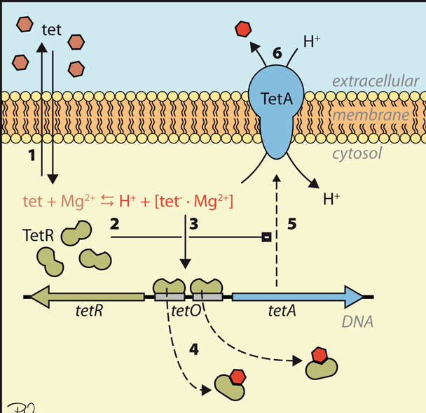 Enterobacteriaceae) nežádoucí účinky: podráždění GIT, fotosenzitivní alergické reakce, ukládání v