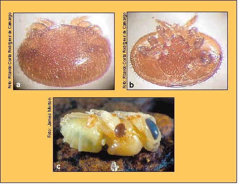 glycerol - šupiny ryb - rámovat Přenést šupinu na podložní sklo (je převedená v glycerolu) dokápnout glycerol Přikrýt krycím sklíčkem -