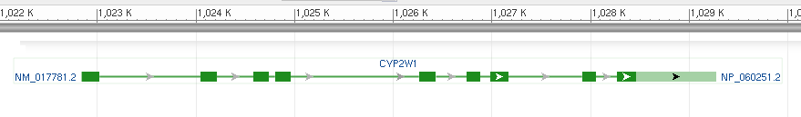 Gen CYP2W1 o délce 5,5kb leţí na chromozomu 7p22.3 a obsahuje 9 exonů (Obr. 11 a 12). Nejvyšší podobnost na proteinové úrovni vykazuje s CYP2D6 (42 %) a s CYP2S1 (40 %).