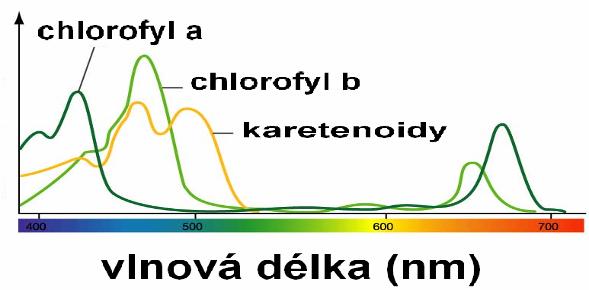 Která část spektra je využívána - chlorofyly a, b