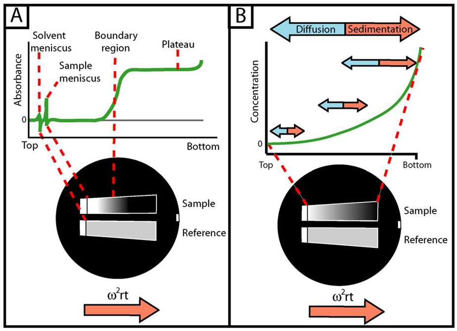 SEDIMENTAČNÍ RYCHLOST SEDIMENTAČNÍ ROVNOVÁHA ANALYTICAL