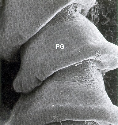 Přísavky většinou 4 (5 nebo rostellum), řády Proteocephalidea a Cyclophyllidea Strobila postupně