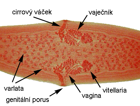 Dipylidiidae - cizopasníci masožravých savců, kosmopolitní rozšíření - rostellum s háčky (více řad) - 2 sady pohlavních orgánů - VC: MH = hmyz (brouci, blechy, vši, všenky) Diplopylidium