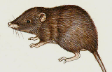 Dasyuroidea Notoryctoidea