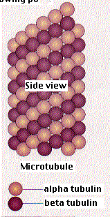 Cytoskelet jednobunkovcov Mikrotubuly, mikrofilamenty, mikrofibrily Fibrilárny skelet