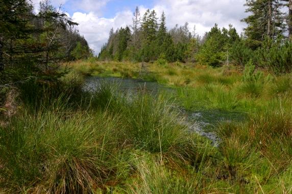 Revitalizace = přírodě blízká opatření proti suchu a povodním v NPŠ priorita před technickými opatřeními (nádrže) Souhrn Obnova mokřadů přirozeně akumulujících vodu účinné opatření proti suchu Obnova