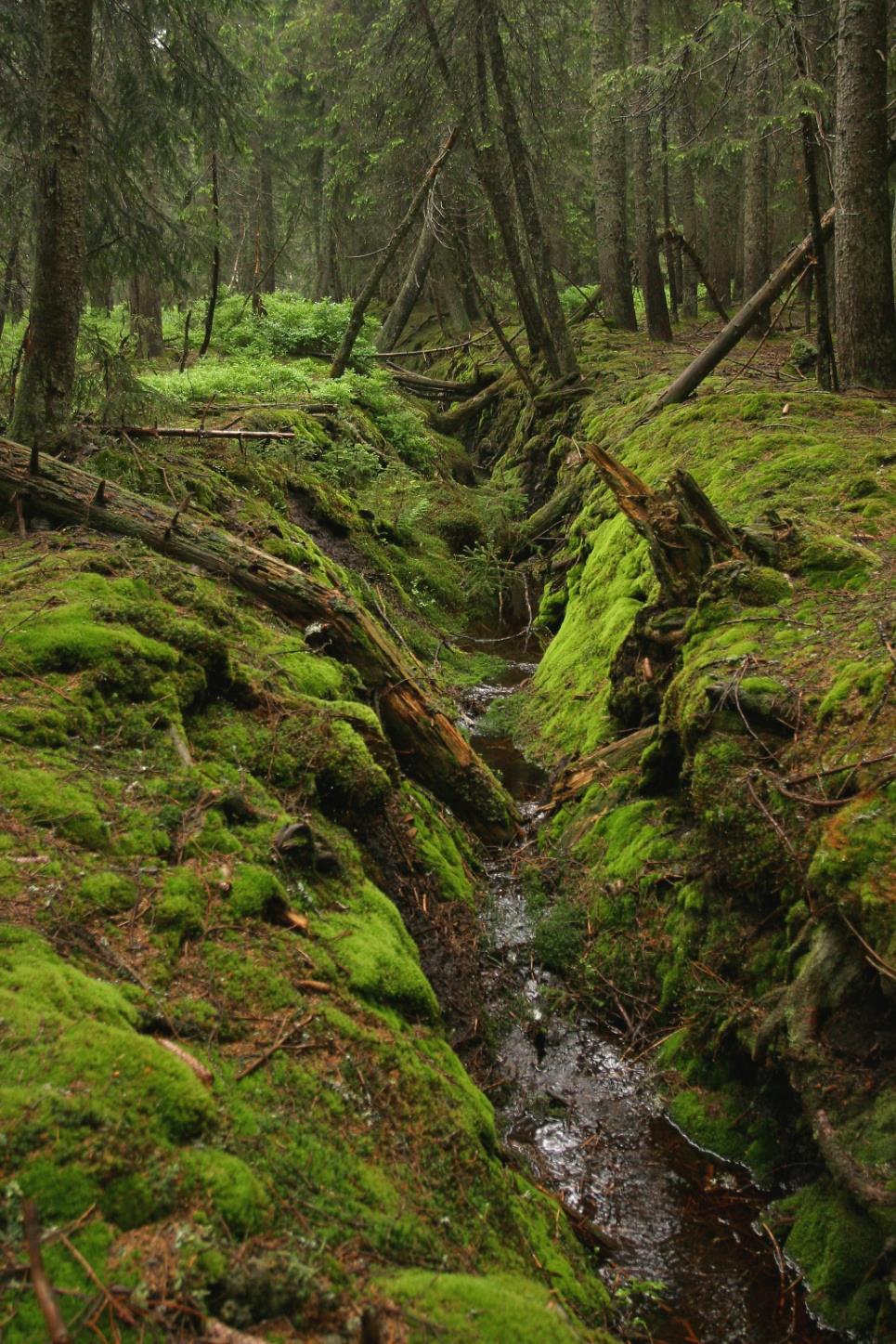 2 m Situace na Šumavě přes 70% rašelinišť v minulosti odvodněno převaha povrchového odvodnění - 2 etapy (předválečné, 60-80. léta 20.