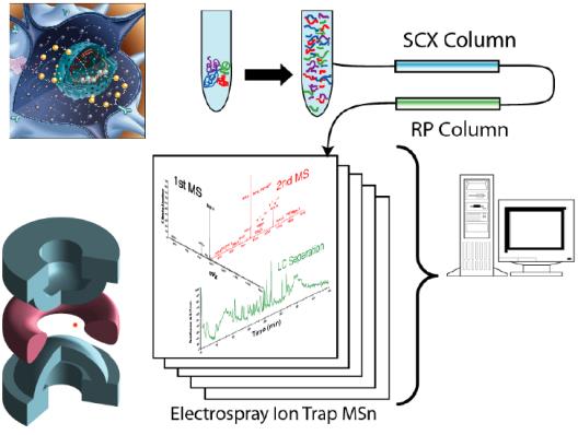 Metoda Sequence-Tag (MS-Tag) Identifikace proteinu na základě přesné znalosti malé části jeho sekvence (sequence-tag, MS-tag), zpravidla sekvence jednoho peptidu Strategie MALDI MS a LC - ESI MS