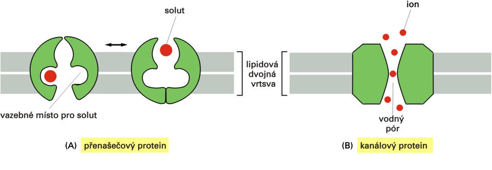 Obr.: Schéma účinku přenašečového proteinu a kanálového proteinu Espero Publishing, s.r.o. Iontové kanály jsou allosterické proteiny, jejichž konformace je regulována různými typy podnětů.