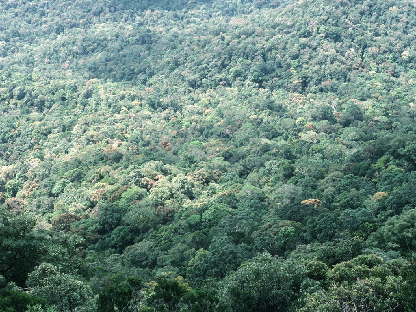 Stimulace fotosyntézy zvýšeným CO 2 nevede k trvalé stimulaci růstu stromů v přirozených podmínkách.