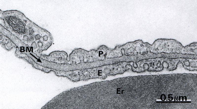 Bariéra krev-vzduch (Claustrum aerosanguineum) lamina pneumocytica pneumocyty I.