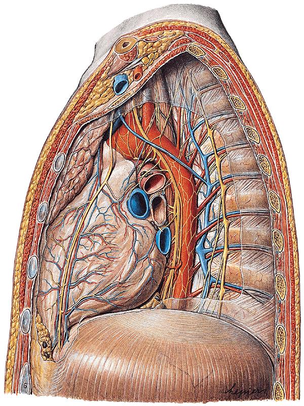 Mediastinum inferius Mediastinum inferius anterius ligg. sternopericardiaca nodi lymphoidei parasternales, prepericardiaci (= "n.l. mediastinales posteriores") vasa thoracica int. + větve m.