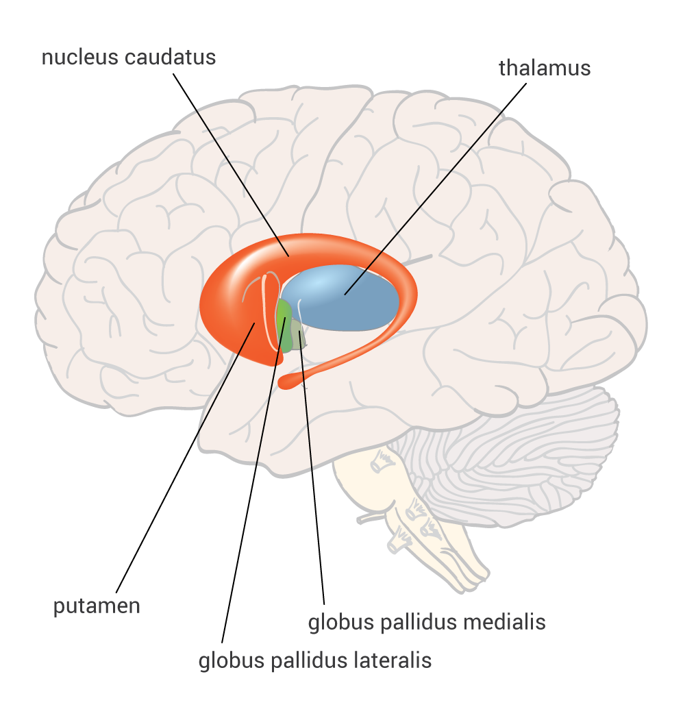 NEKLASICKÉ AFÁZIE o subkortikální (bazální ganglia, thalamus) o BAZÁLNÍ