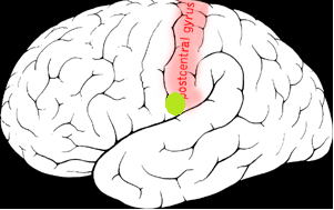 BROCOVA AFÁZIE area 44 (slova, fonémy); area 45 (věty, vyjádření složitějších myšlenek) oprodukce ŘEČI non-fluentní afázie zpomalené tempo řeči parafázie (pec-pes; nemocnice-nemice ) perseverace