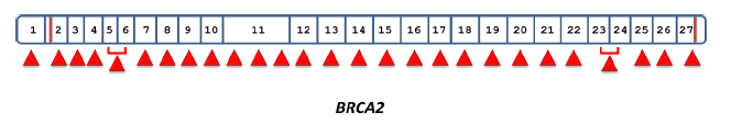 b) Amplikony Každý jednotlivý genomový segment může být použit jako amplikon pro technologii PLEXAMP. Výběr amplikonů se řidí podle následujících pravidel: 1.