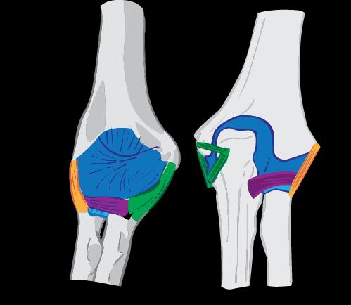 1 Ligamentum collaterale ulnare 5.