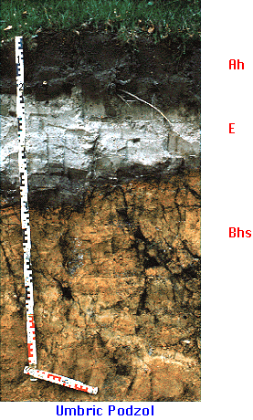 Podzol