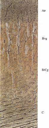 Kambizem oglejená na jílové břidlici (paleozoické) x Ap Hnědošedá jílovitohlinitá, střipkovitě skeletovitá zemina polyedrické struktury, ulehlá Bvg Hnědá, rezavě skvrnitá zemina s bělošedými jazyky,