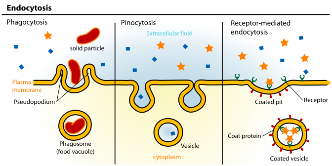 Přenos hmoty přes biologické membrány exocytosa a endocytosa látky s velkou molekulovou hmotností např. transport extracelulárních trávicích enzymů, peptidových hormonů, neurotransmiterů,.