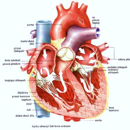 Příloha č. 1: Stavba srdce Zdroj: Srdce cardia. Dutiny srdce [online].