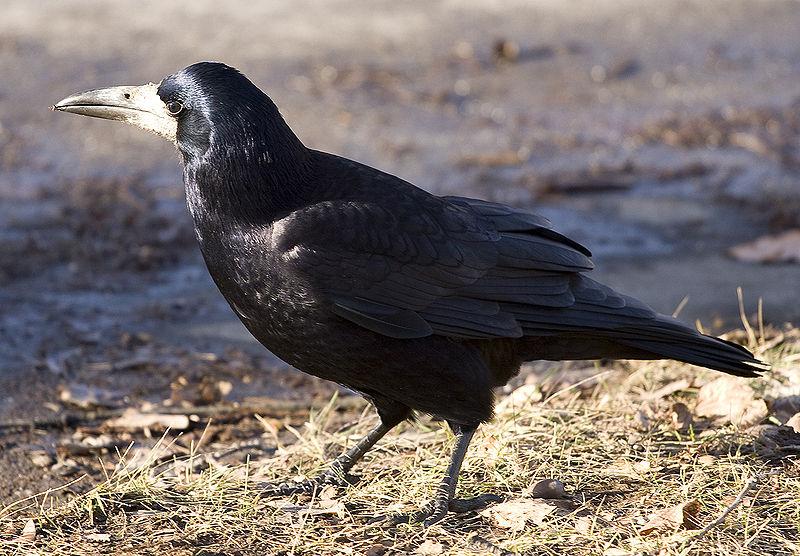 Vrány, havran polní (Corvus frugilegus) staví hnízda z větviček, bláta ţiví se hmyzem, myšmi,