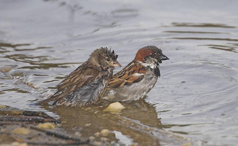 Vrabec domácí (Passer domesticus) hojný, nenápadný pták staví neupravená hnízda zpěv vrabců