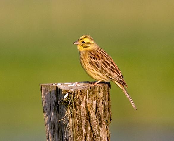 Strnad obecný (Emberiza citrinella) zjara se ţiví