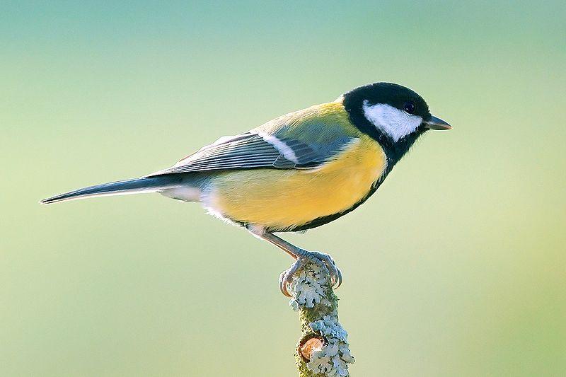 Sýkora koňadra (Parus major) ţiví se hmyzem, housenkami jsou uţitečné stavíme jim budky,