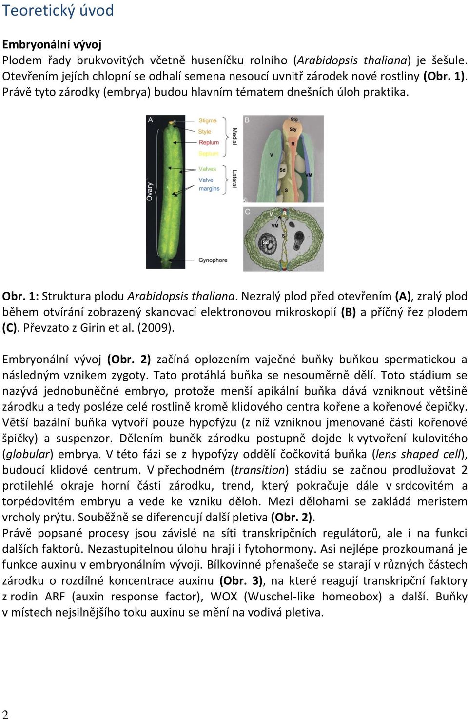 1: Struktura plodu Arabidopsis thaliana. Nezralý plod před otevřením (A), zralý plod během otvírání zobrazený skanovací elektronovou mikroskopií (B) a příčný řez plodem (C). Převzato z Girin et al.