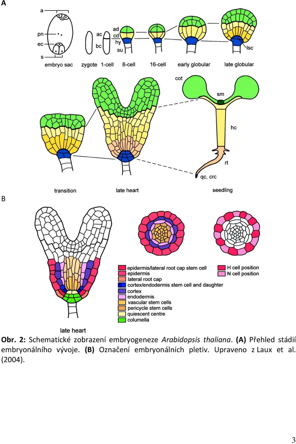 Arabidopsis thaliana.