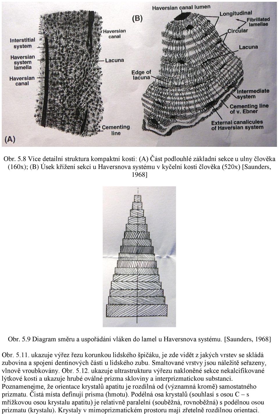 Diagram směru a uspořádání vláken do lamel u Haversnova systému. [Saunders, 1968] 11.