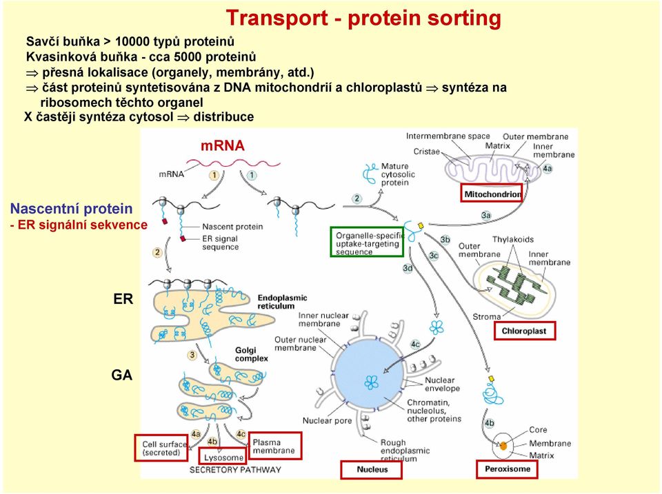 ) část proteinů syntetisována z DNA mitochondrií a chloroplastů syntéza na