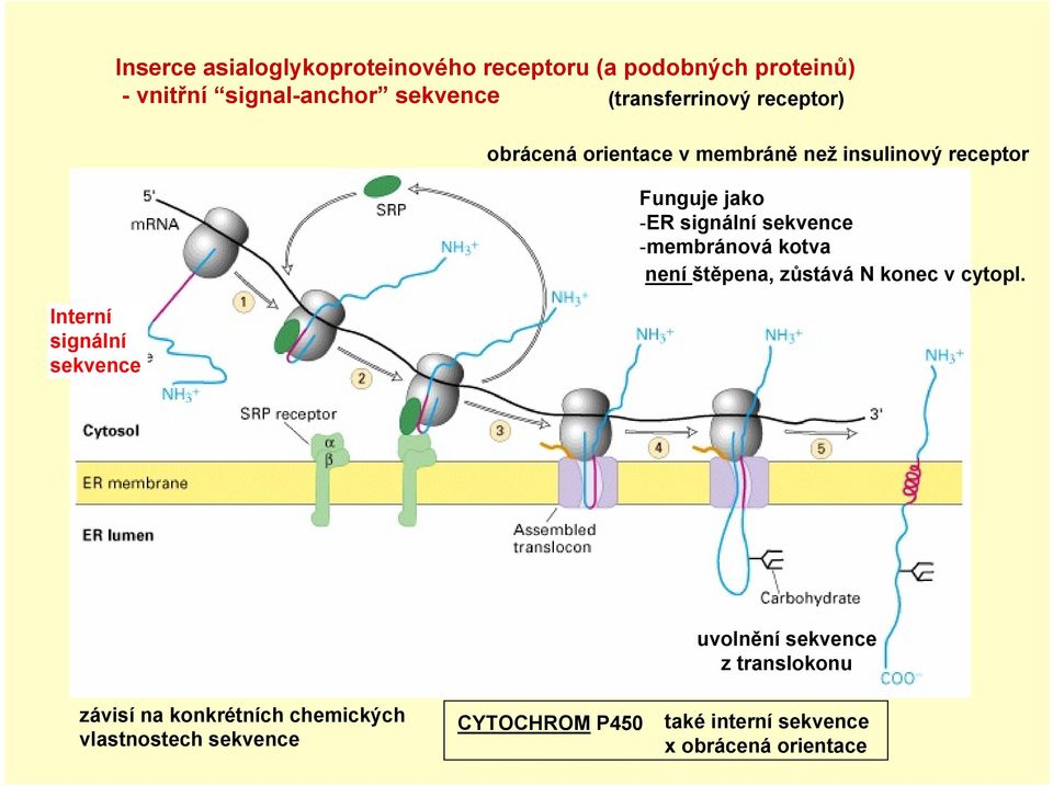 Funguje jako -ER signální sekvence -membránová kotva není štěpena, zůstává N konec v cytopl.