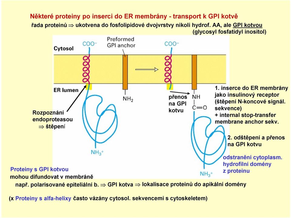 inserce do ER membrány jako insulinový receptor (štěpení N-koncové signál. sekvence) + internal stop-transfer membrane anchor sekv. 2.