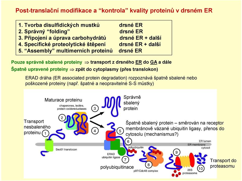 Assembly multimerních proteinů drsné ER Pouze správně sbalené proteiny transport z drsného ER do GA a dále Špatně upravené proteiny zpět do cytoplasmy (přes translokon) ERAD dráha (ER associated