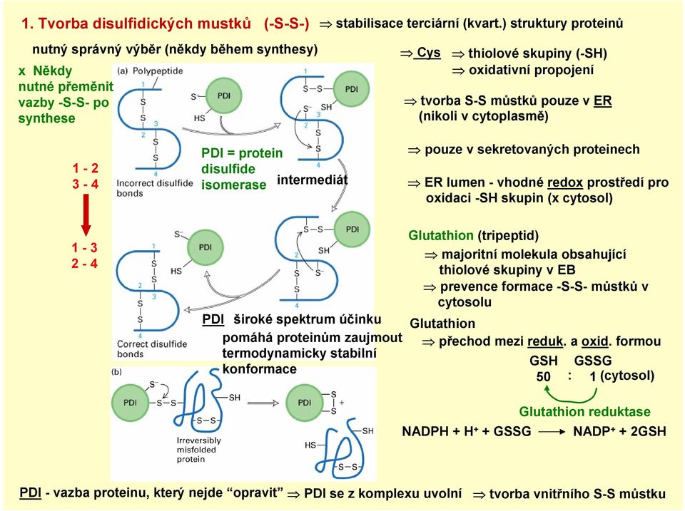 proteinech ER lumen - vhodné redox prostředí pro oxidaci -SH skupin (x cytosol) 1-3 2-4 PDI široké spektrum účinku pomáhá proteinům zaujmout termodynamicky stabilní konformace Glutathion (tripeptid)