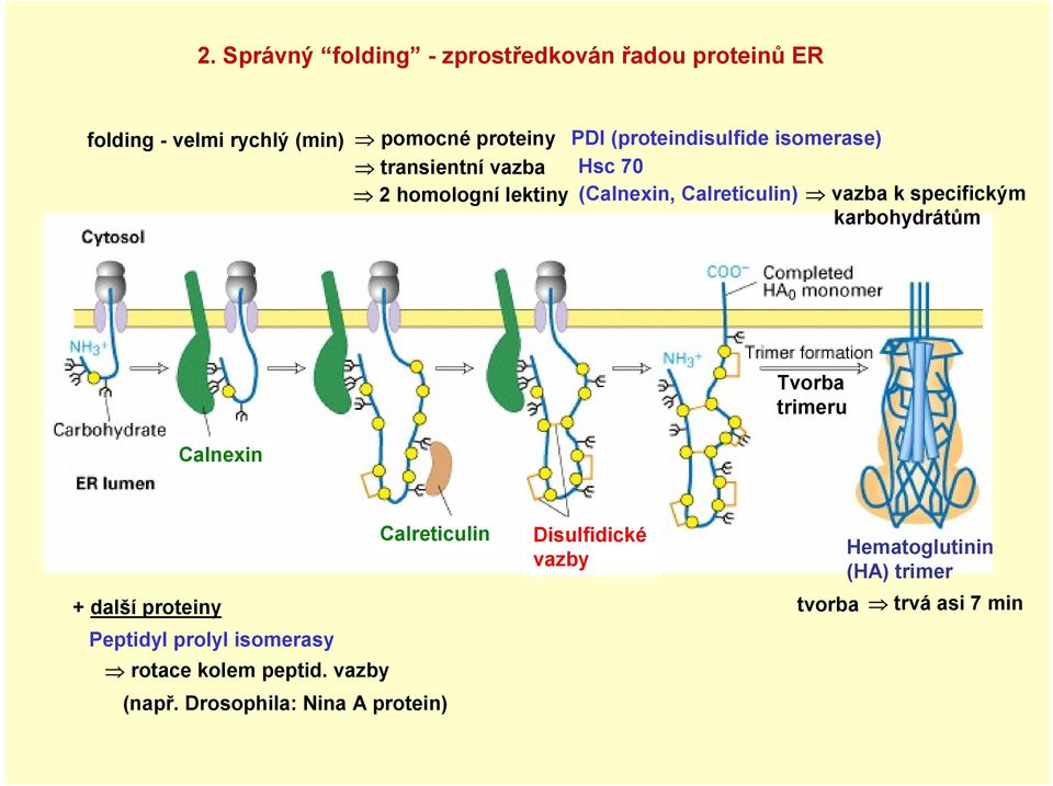 specifickým karbohydrátům Calnexin Tvorba trimeru Calreticulin + další proteiny Peptidyl prolyl isomerasy