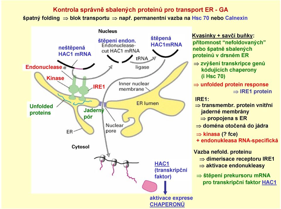 IRE1 Jaderný pór štěpená HAC1mRNA HAC1 (transkripční faktor) Kvasinky + savčí buňky: přítomnost nefoldovaných nebo špatně sbalených proteinů v drsném ER zvýšení transkripce genů