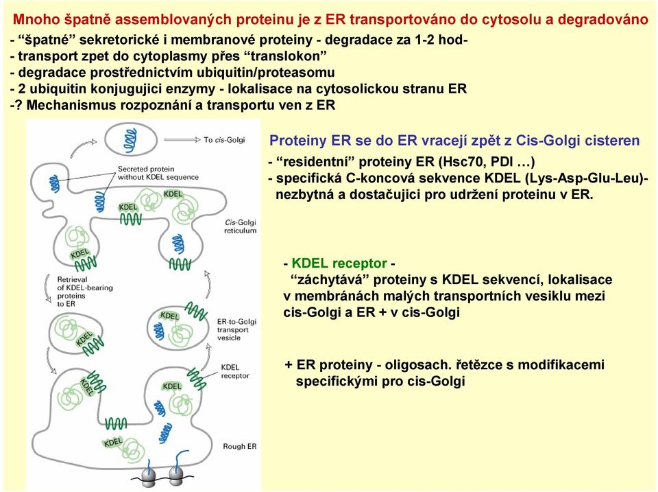 Mechanismus rozpoznání a transportu ven z ER Proteiny ER se do ER vracejí zpět z Cis-Golgi cisteren - residentní proteiny ER (Hsc70, PDI ) - specifická C-koncová sekvence KDEL (Lys-Asp-Glu-Leu)-