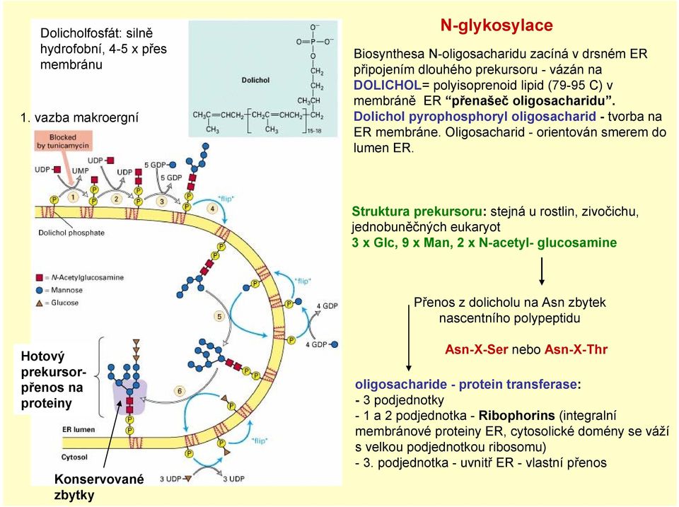 Dolichol pyrophosphoryl oligosacharid - tvorba na ER membráne. Oligosacharid - orientován smerem do lumen ER.