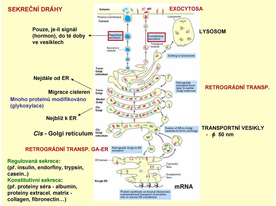 Nejblíž k ER Cis - Golgi reticulum TRANSPORTNÍ VESIKLY - o 50 nm RETROGRÁDNÍ TRANSP.