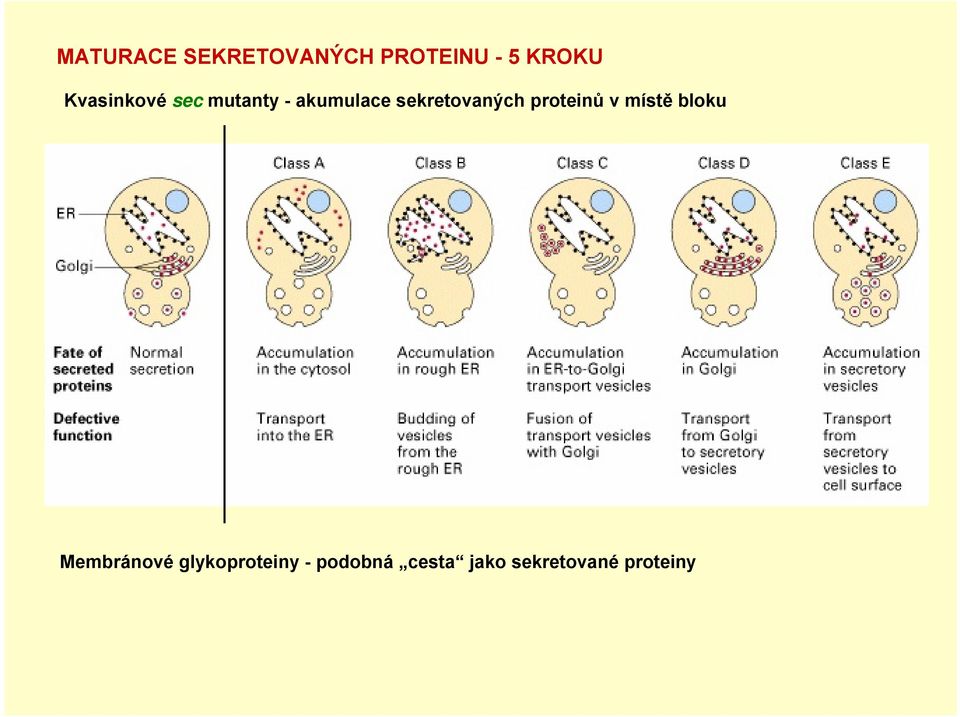 sekretovaných proteinů v místě bloku