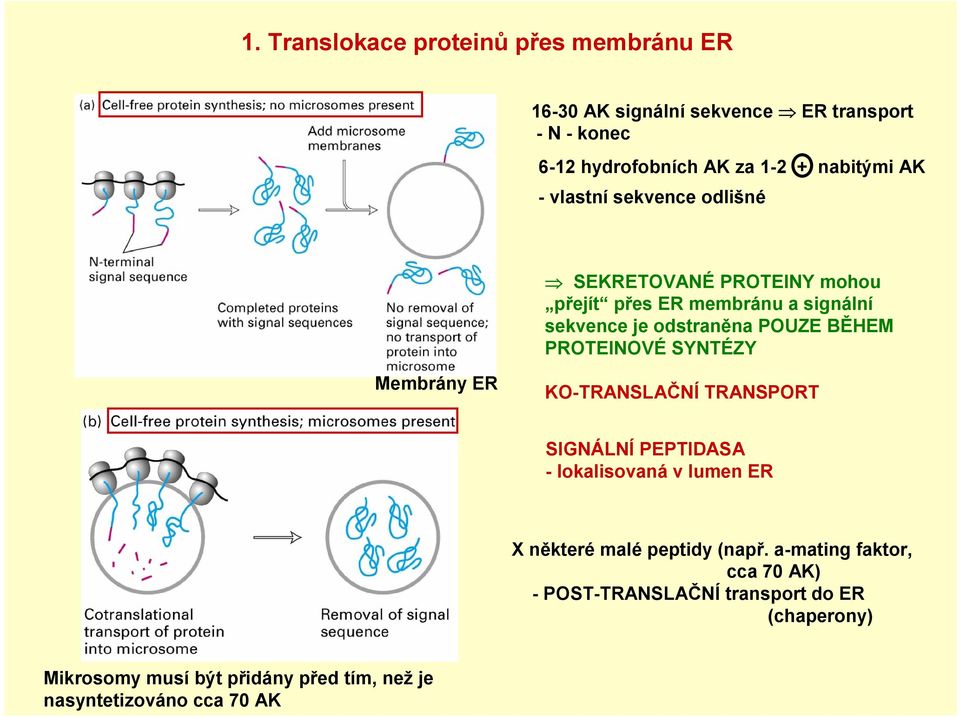 PROTEINOVÉ SYNTÉZY Membrány ER KO-TRANSLAČNÍ TRANSPORT SIGNÁLNÍ PEPTIDASA - lokalisovaná v lumen ER X některé malé peptidy (např.