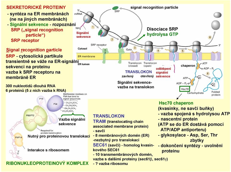 recognition particle TRANSLOKON zavřený otevřený Signální sekvencevazba na translokon Disociace SRP hydrolysa GTP odštěpení signální sekvence chaperon Vazba signální sekvence Nutný pro proteinovou